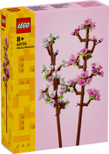 40725 Cherry Blossoms