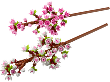 40725 Cherry Blossoms